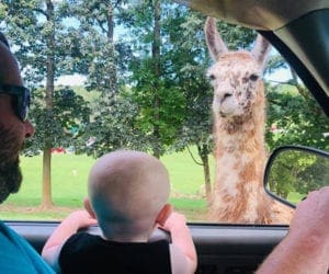 Toddler in a car watching a llama at one of the best East Coast animal safaris and encounters for families.
