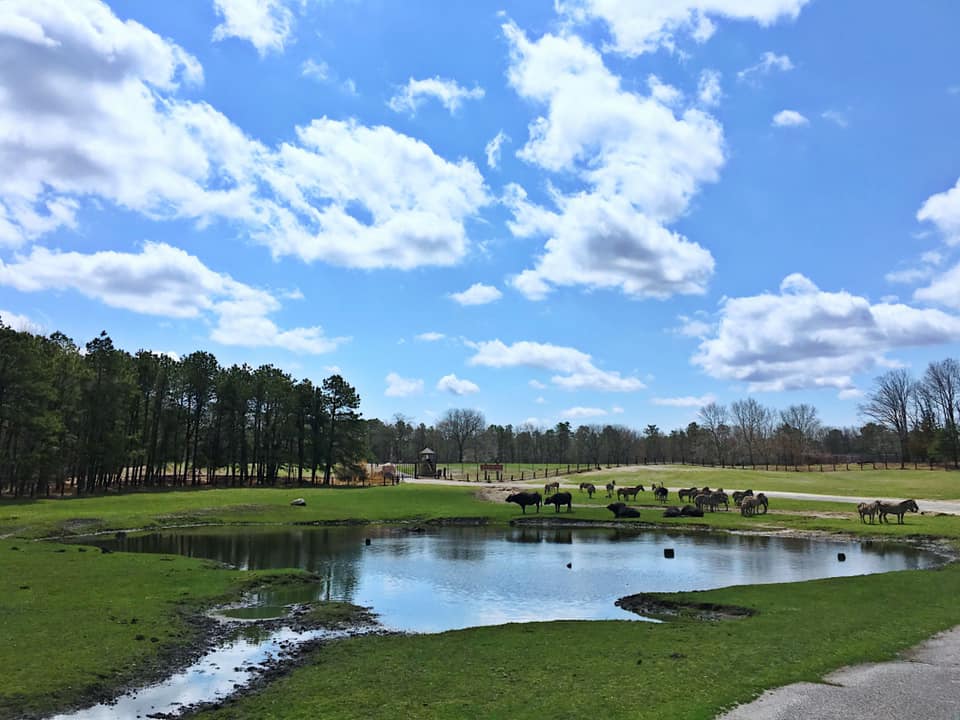 Beautiful landscape with pond and animals in the background of Six flags NJ one of the 5 US East Coast Safaris and Animal Parks for Families