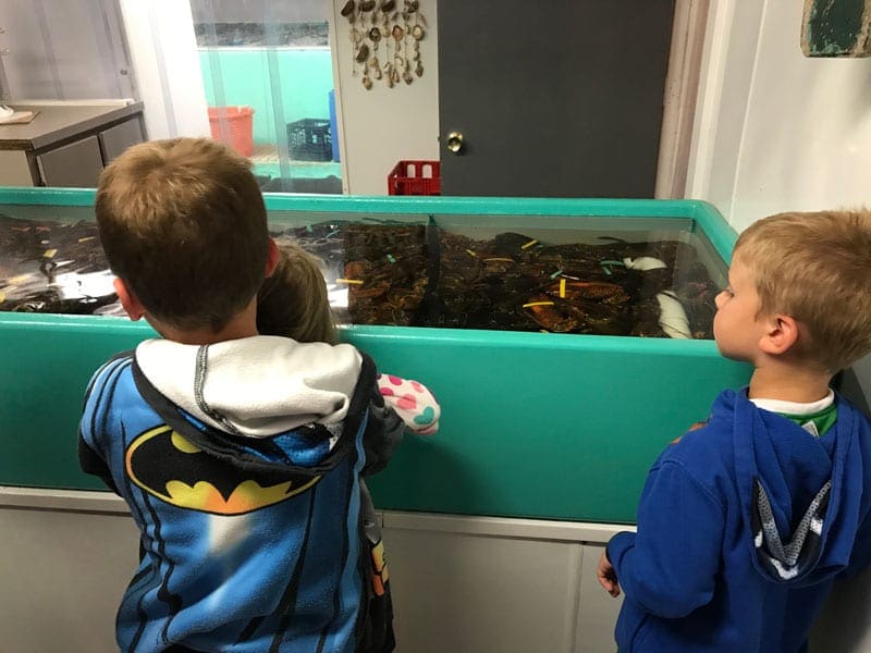 Three kids look into a fresh lobster tank with their backs to the camera, while dozens of live lobsters fill the open air tank.