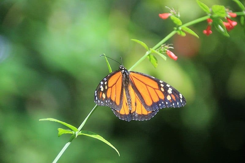 Aruba with Kids Itinerary Aruba Butterfly Farm 
