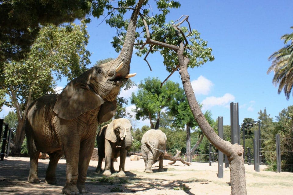 Several elephants enjoy a warm day in Barcelona, the one in the foreground lifts its trunk to eat nearby leaves.