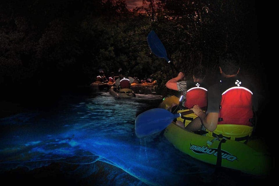 A series of kayaks holding two people explore the Bioluminescent Bay, one of the best things to do in Grand Cayman with kids.