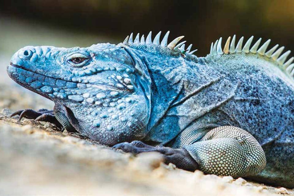 A large blue iguana rests on a rock at Blue Iguana Conservation, one of the best things to do in Grand Cayman with kids.
