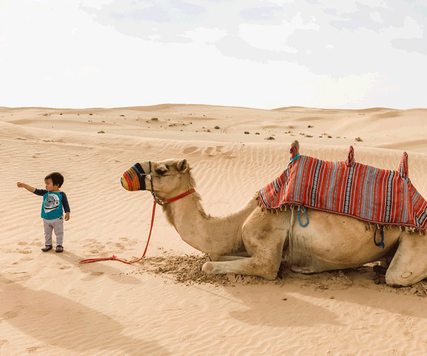 A young boy points out toward the desert, while a camel rests nearby, in Dubai.