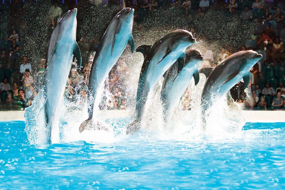 Five dolphins jump out of the water at a show at the Dubai Dolphinarium.