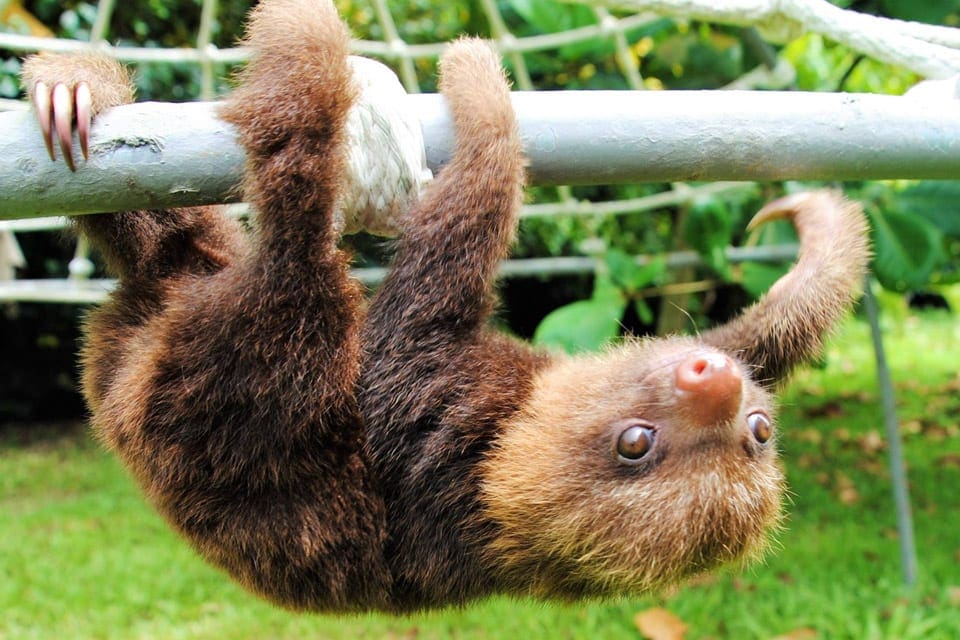 A sloth hanging upside down at the sloth sanctuary in Costa Rica. 