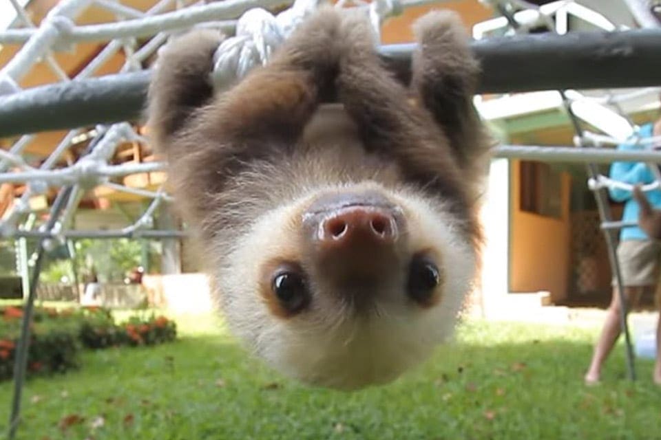 A baby sloth crawls along netting at the Sloth Sanctuary in Costa Rica.