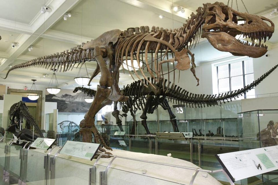 A dinosaur fossil at the American Museum of Natural History in New York City.