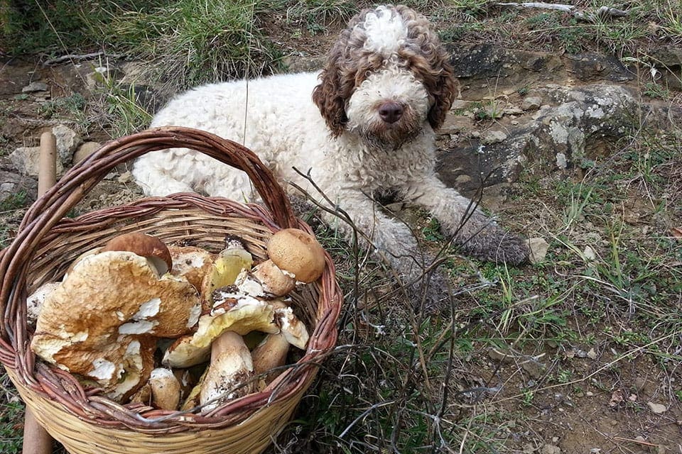 A dog sits next to a basked filled with truffles on a Matteo Truffle Experience.