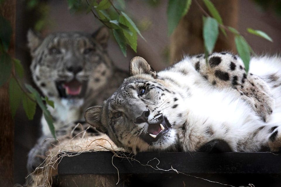 Two white leopards rest in the shade at San Francisco Zoo.