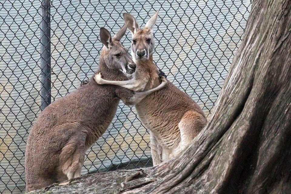 Two kangaroos embrace at the San Francisco Zoo.