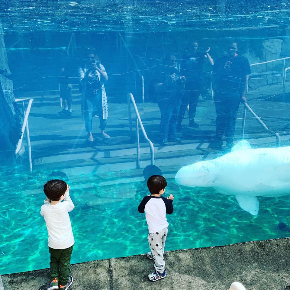 Two little boys looking at a whale at an aquarium in Mystic CT.