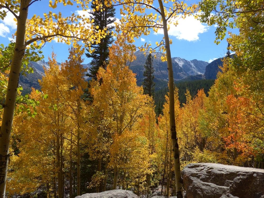 A view of autumn leaves, trees, and mountains on the Bear Lake trail, one of the best family hikes near Denver.