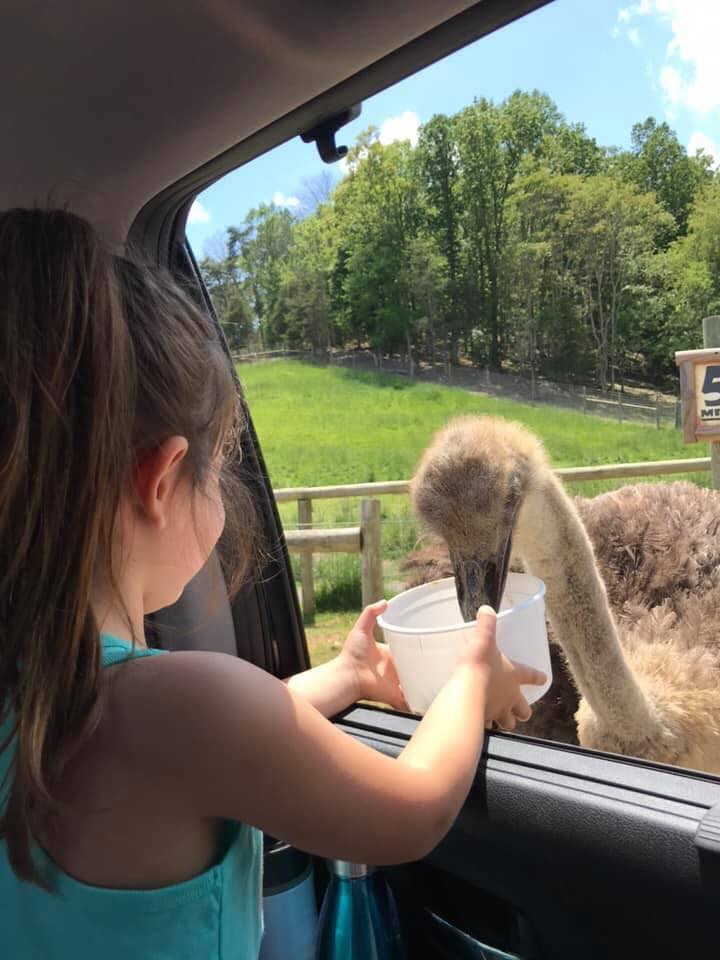 Little girl with a ponytail feeing a ostrich at Virgina Safari Park
