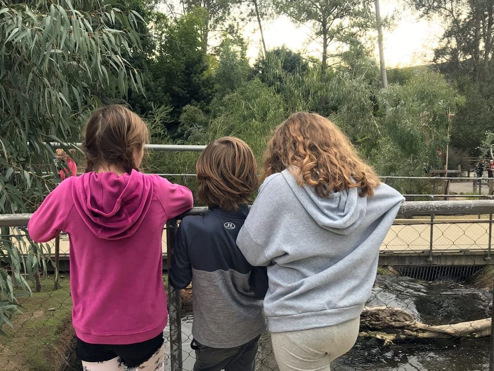 Three kids look down into a zoo exhibit to view animals at the San Diego Animal Safari, one of the best West Coast safaris for families.