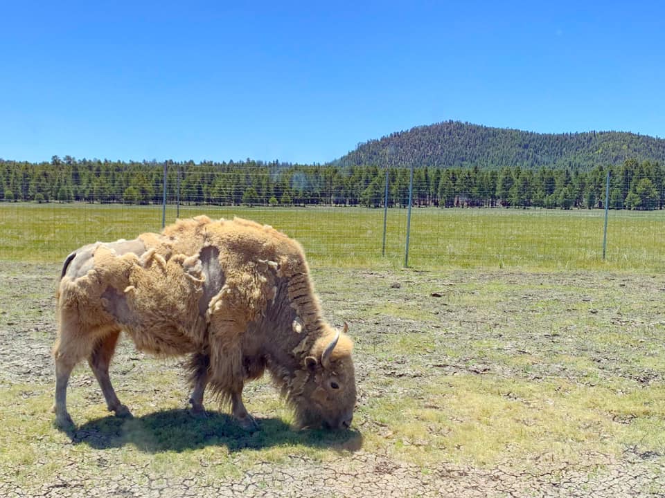 American Boson in the safari at Bearizona Wildlife Park best West Coast Safaris Families.