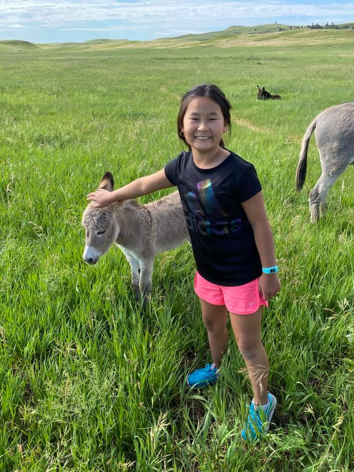 Little girl petty a baby donkey