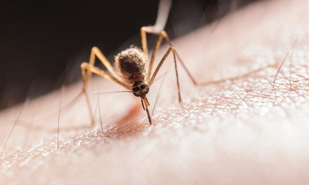 Close up of a mosquito biting the skin of a white person.