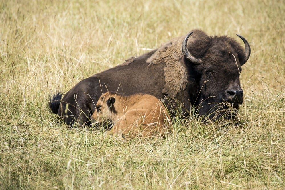 Black American Bison with its calf in Northwest Trek Wildlife Park, Eatonville, Washington on of the best West Coast Safari for families.