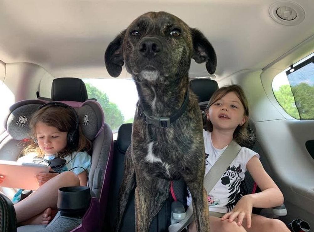 Two girls sit in the back seat with their large black dog.