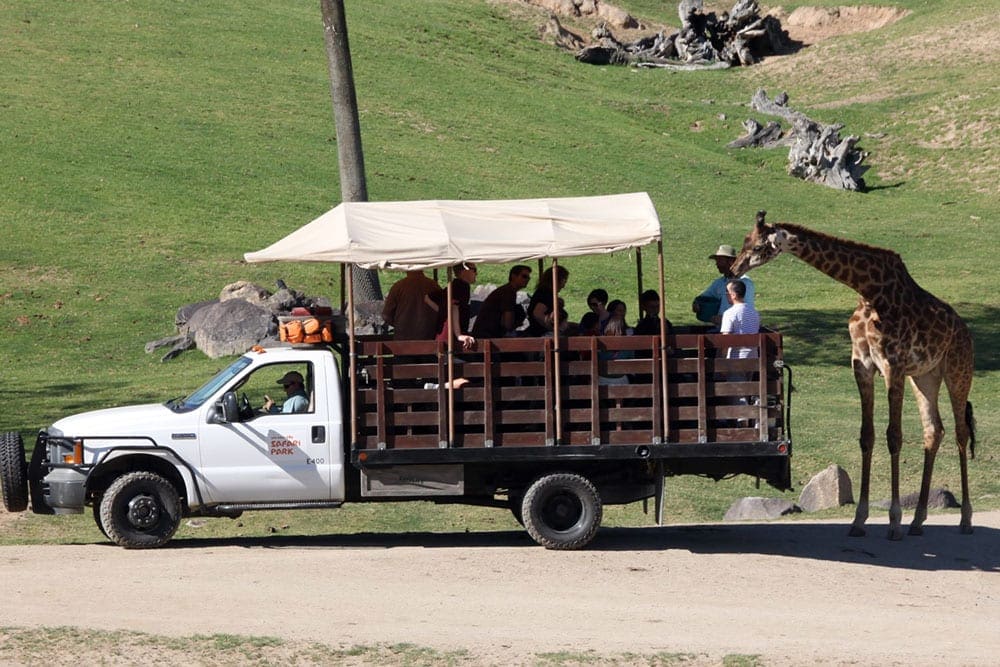 Safari jeep with giraffe on the side at San Diego Zoo Safari Park, San Diego, California, one of the best West Coast safaris for families.