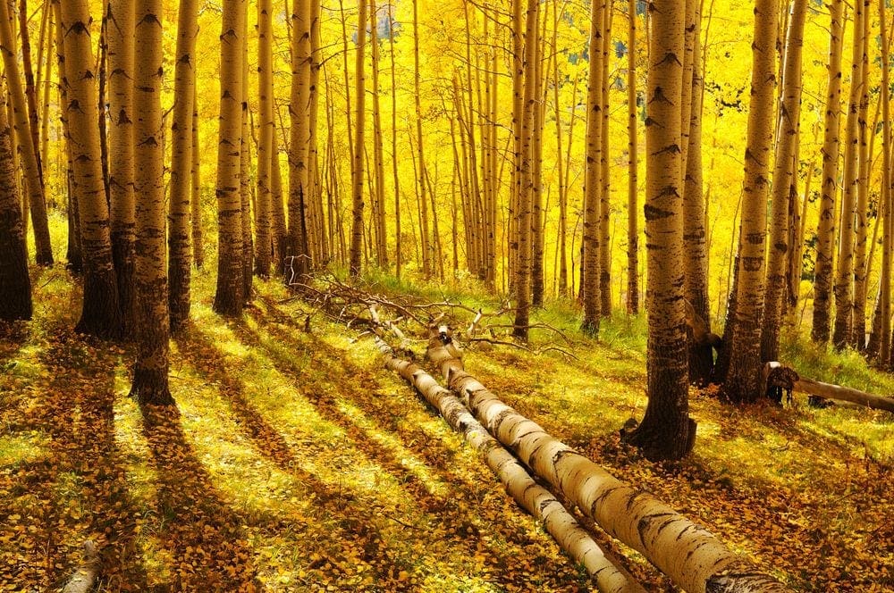 Two fallen birch trees lay between several others in a field of bright yellow aspen trees. Rabbit Ears Pass is one of the best drives to see fall Colors in colorado with kids.