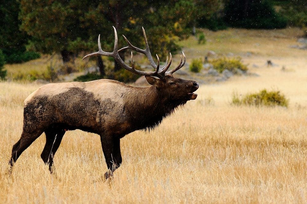 A large bull elk calls in brown field on an autumn day in Rocky Mountain National Park, one of the best weekend getaways near Denver for families.