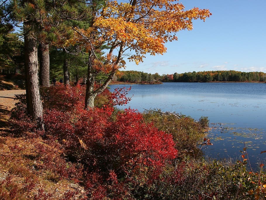 Stunning fall colors within the trees eclipse a vibrant blue lake within Acadia National Park, one of the best places for fall foliage in New England.