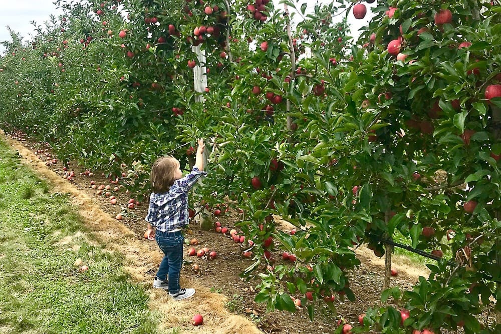 A young boy reaches up into an apple tree looking for juicy fruit.