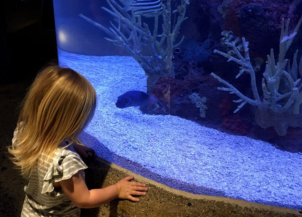 Girl looks at a fish at the Seattle Aquarium.