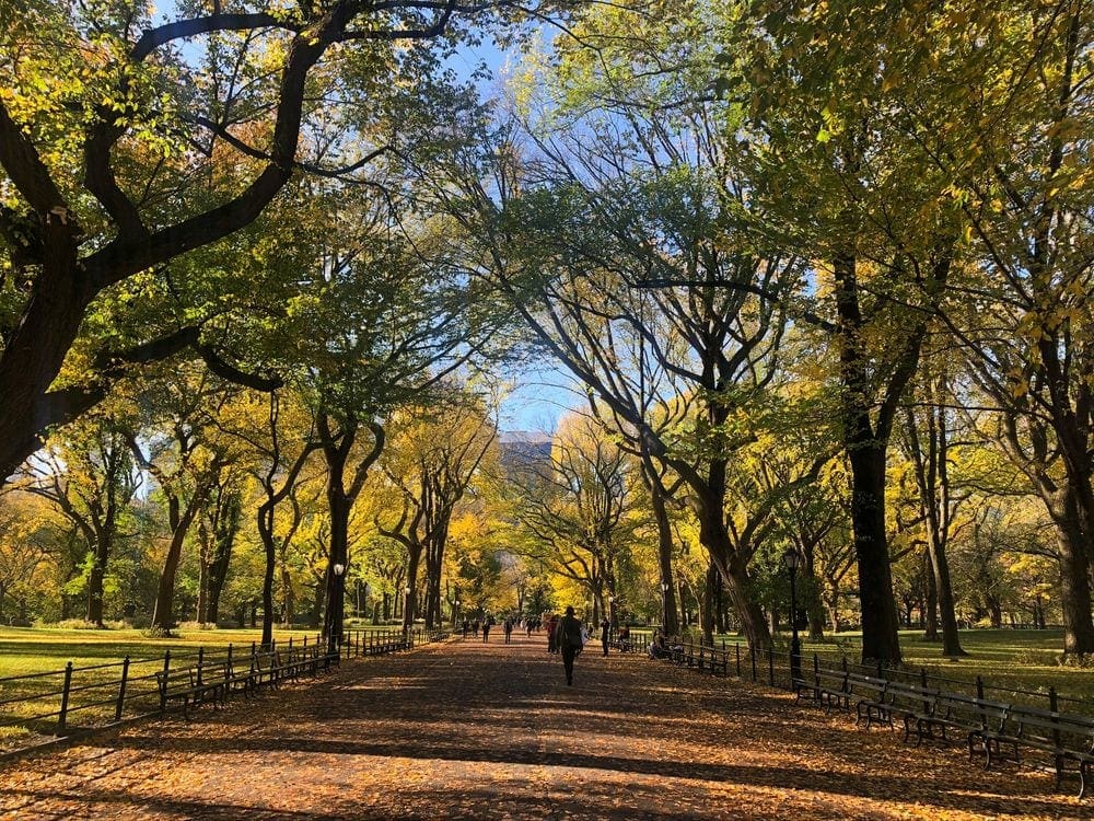 Fall leaves litter a large path within Central Park as fall-colored trees line the path.