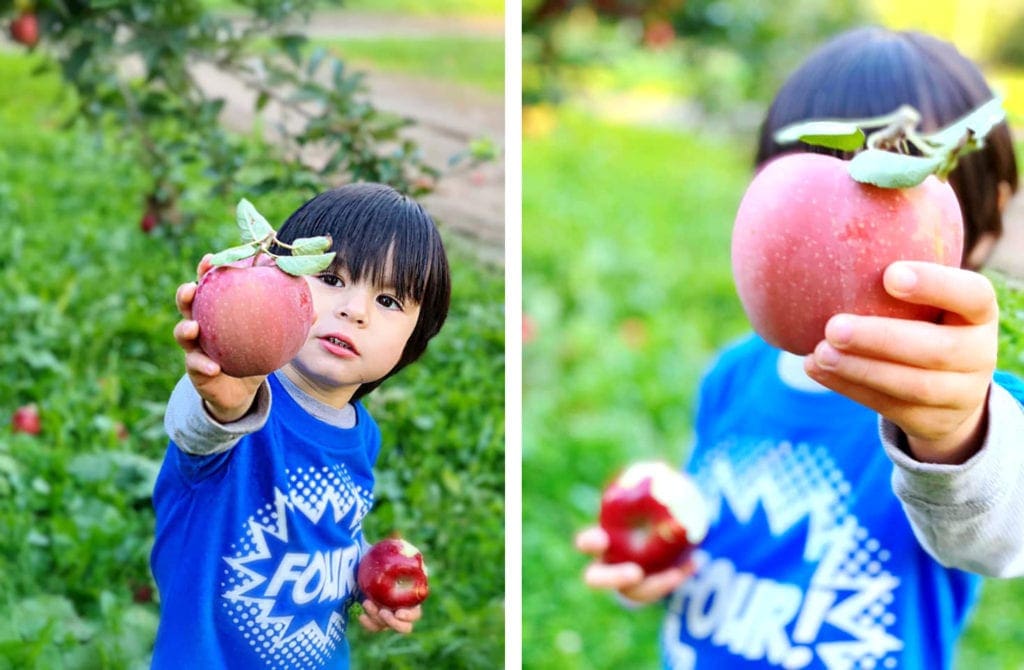 On the left: a young Asian boy proudly holds out a perfect red apple. On the right: A darling Asian toddler holds out a large red apple, which covers his face from the camera.