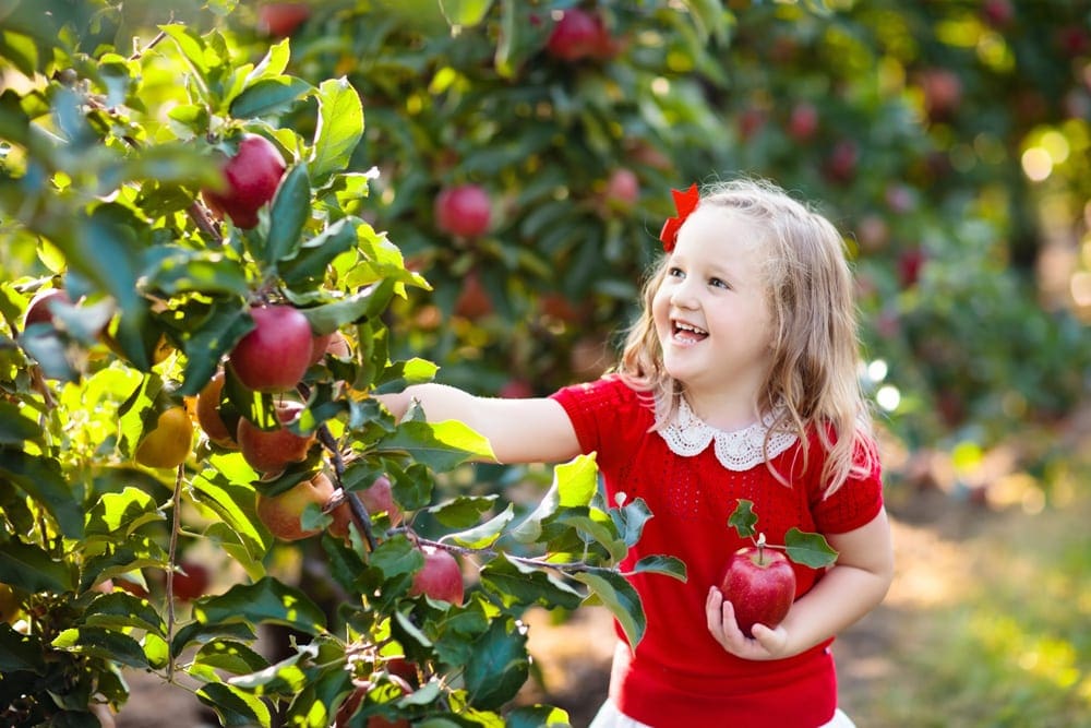 A young girl wearing a red dress smiles brightly as she reached into an apple tree to select the perfect apple to match her dress.