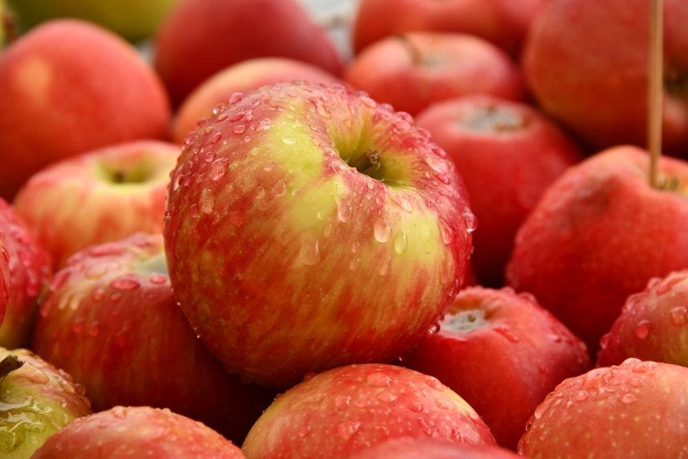 An apple sits with dew on it on top of a pile of other juicy red apples.