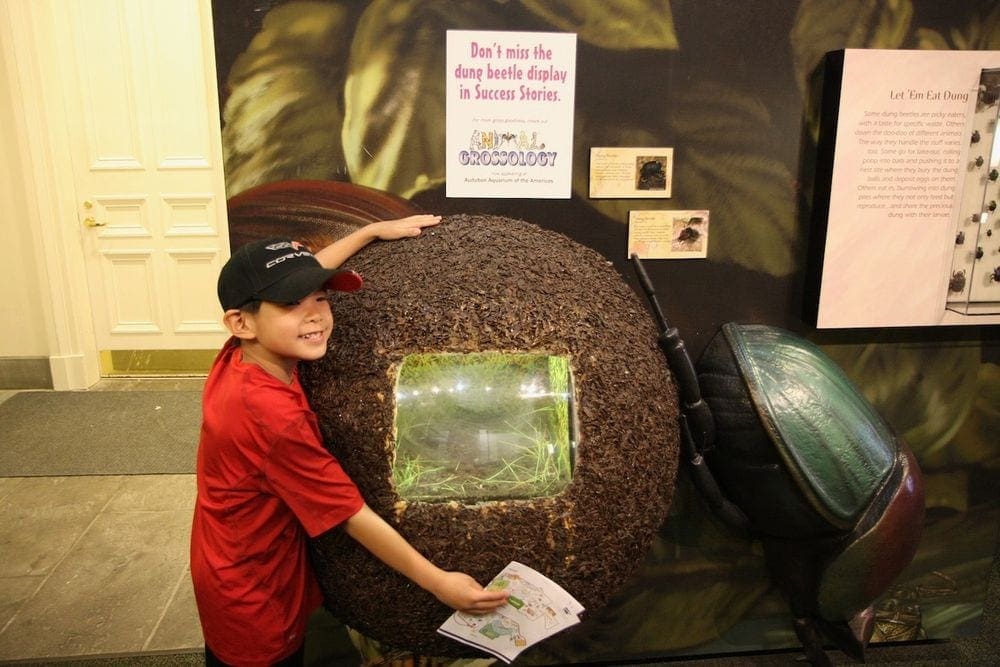 A young boy hugs a Dung Beetle replication at an exhibit at the Audubon Butterfly Garden and Insectarium.