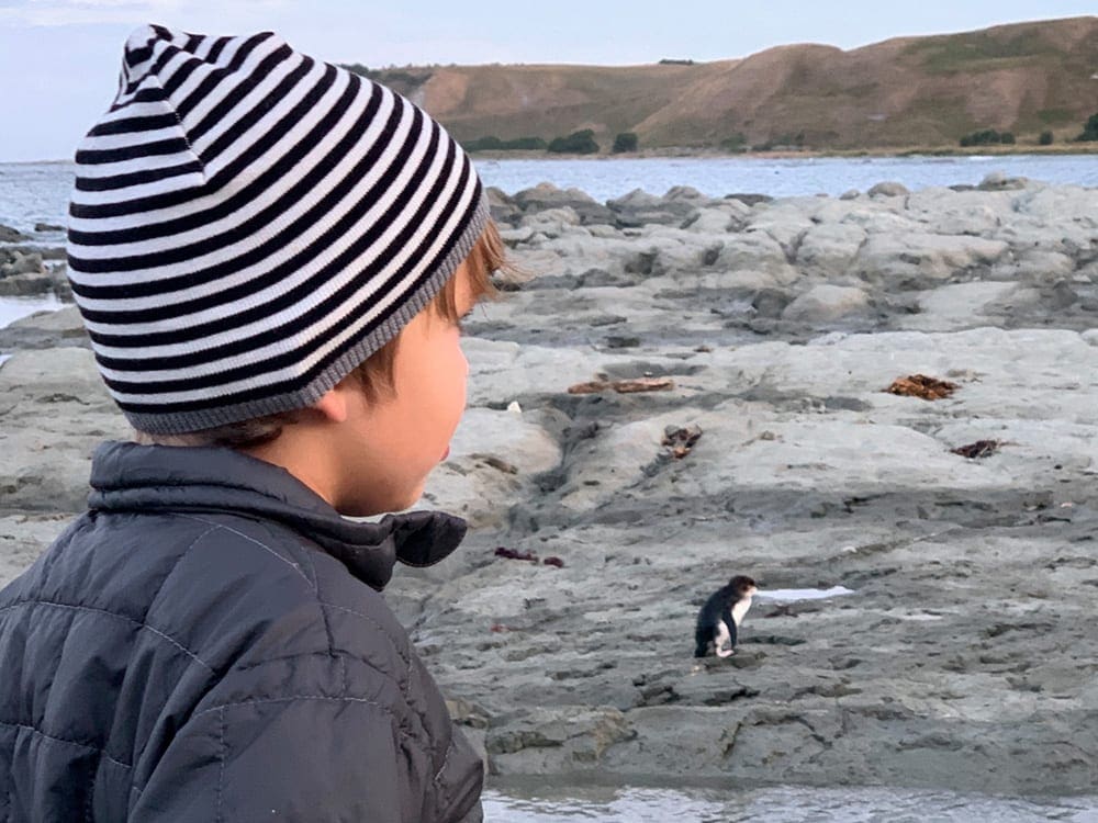 A young boy wearing a striped hat looks at several penguins while visiting New Zealand.