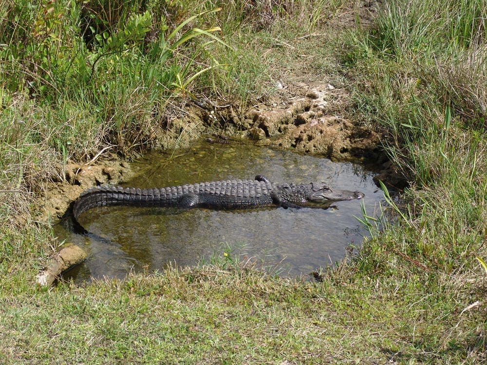 An alligator rests in a small pond in the Evergaldes National Park, one of the best places to stop on an NYC to Miami itinerary for families!