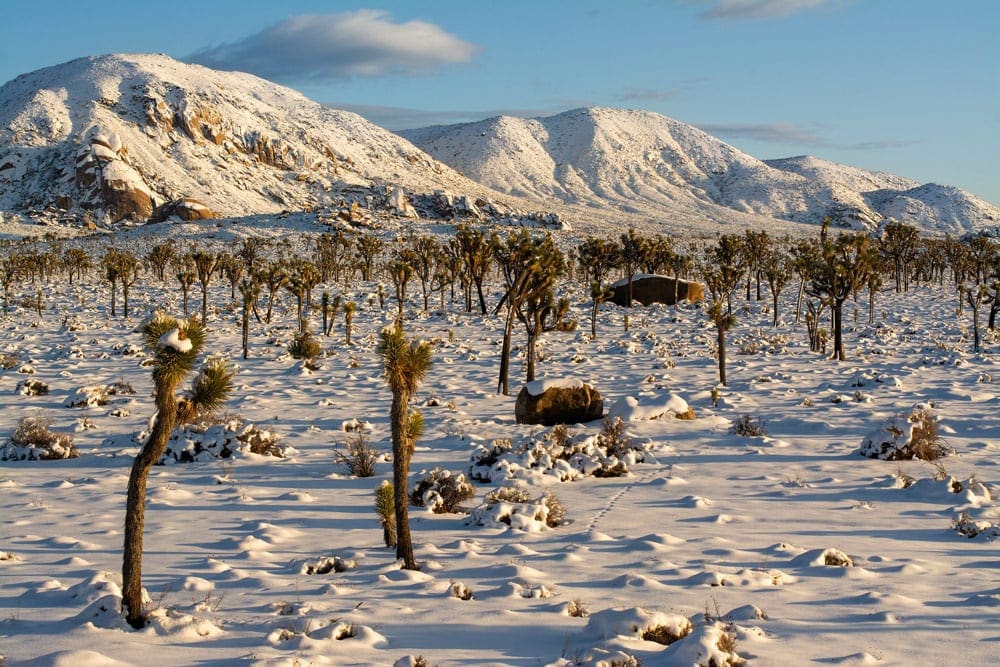 Inside Joshua Tree National Park, snow-capped Joshua trees and rocky landmarks dot the foreground.