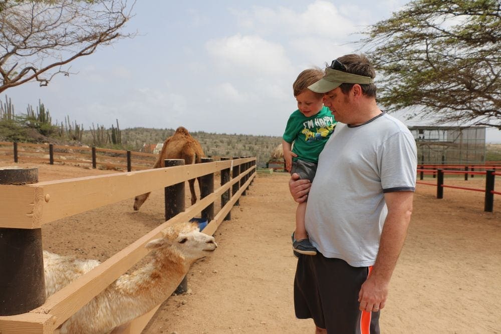 A dad holds his young son as they look at an alpaca behind a fence at the Philips Animal Garden in Aruba, one of the best hot places to visit in December for families.