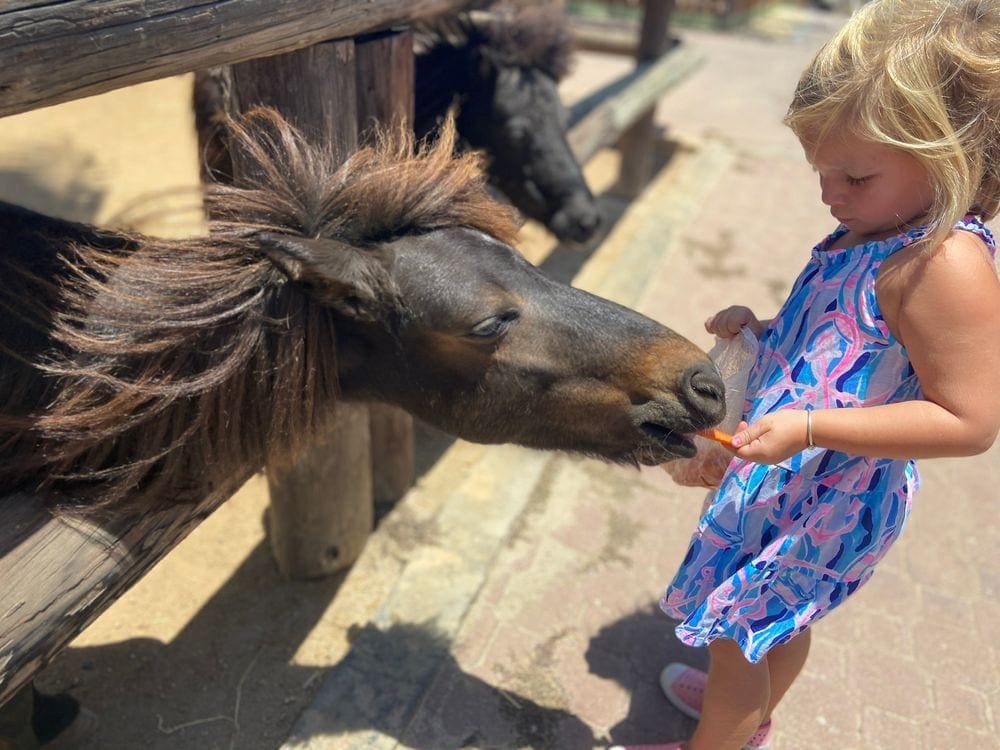 A young girl wearing a colorful dress feeds a donkey at the Philip's Animal Garden in Aruba.