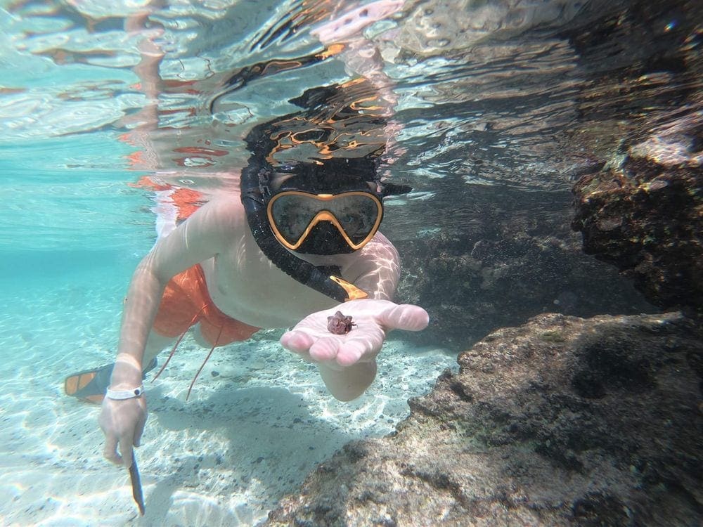 A young boy snorkeling in Cozumel, holds out a small marine animal in one hand.