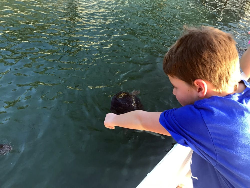 A young boy reaches into the water at the Turtle Hospital in Key West.