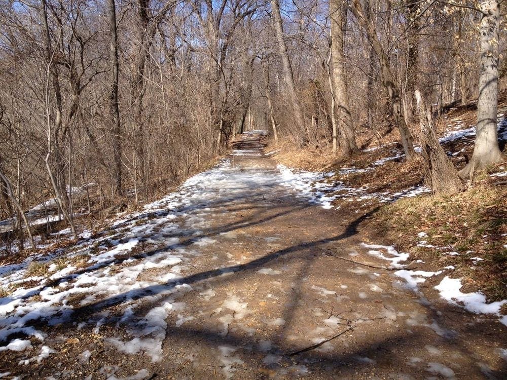 A dirt path within Theodore Roosevelt Island covered in snow, flanked by sparse trees.
