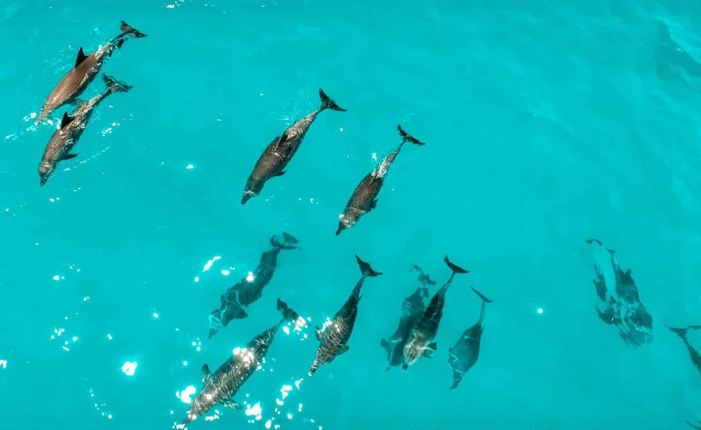 Several dolphins swim inside an exhibit at the Dolphin Safari in Key West.