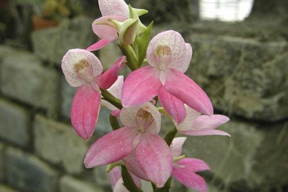 Pink orchids inside the Botanical Garden in Montreal.