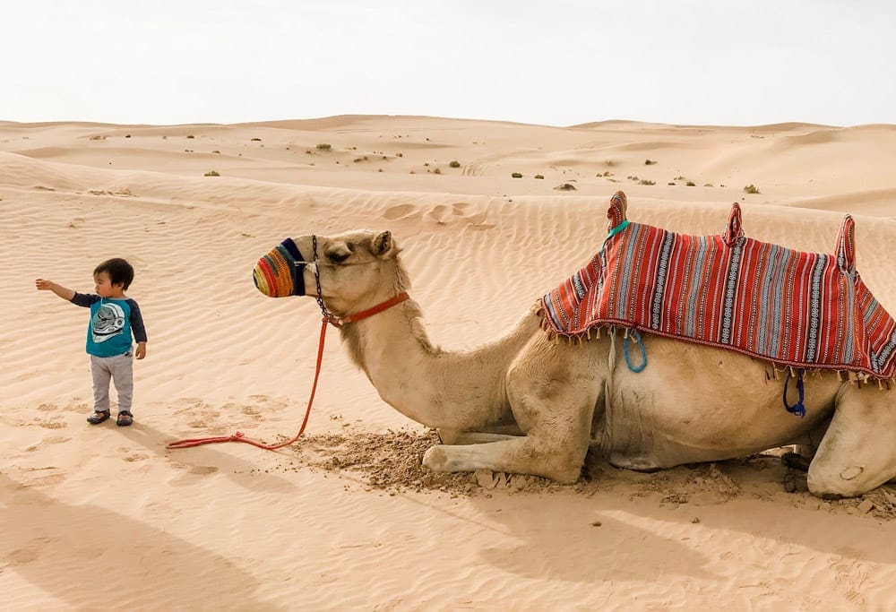 A young boy points out toward the desert, while a camel rests nearby, in Dubai.