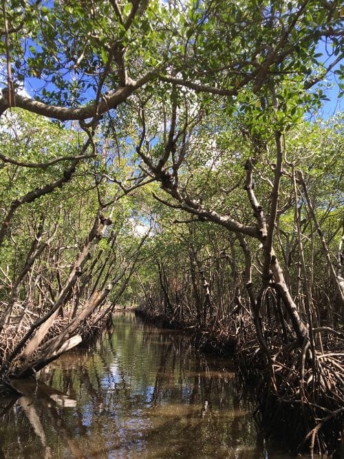 Inside Everglad National Park along the water, featuring lush greenery.