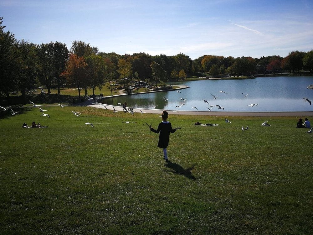 A young girl runs toward a flock of seagulls near a pond at Mount Royal in Montreal.