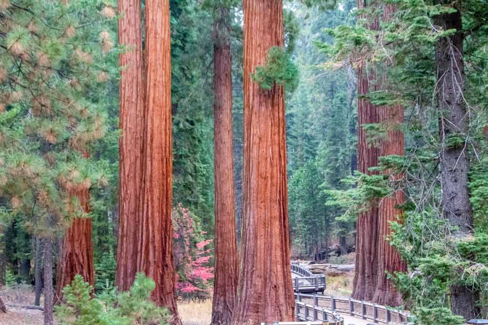 Giant trees and bridge inside Mariposa Grove at Yosemite National Park.