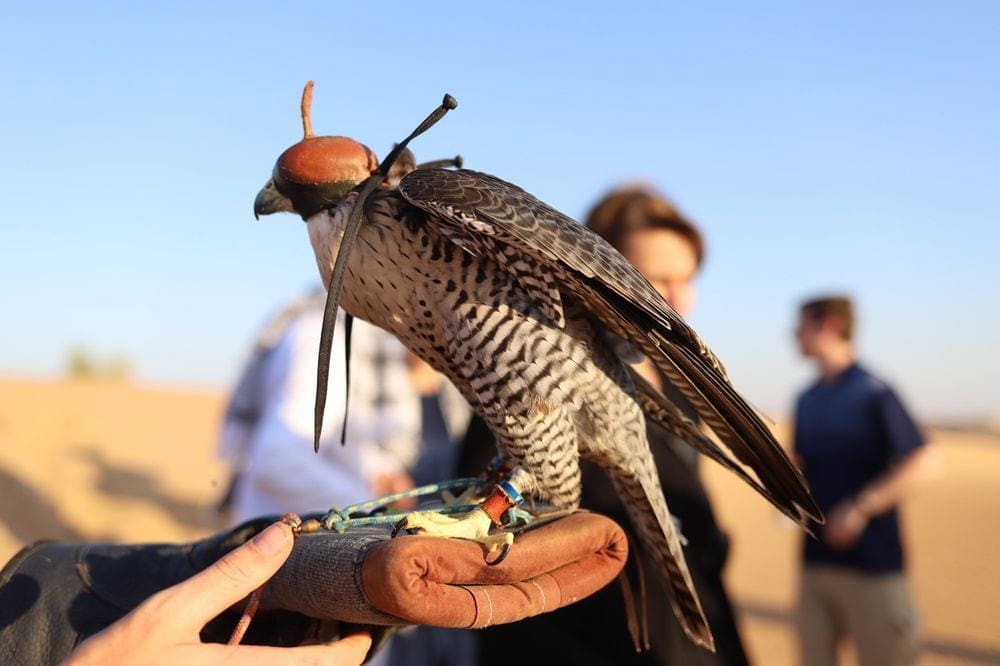 A hand holds a falcon as part of a desert tour with Platinum Heritage, one of the best things to do in the UAE with kids.